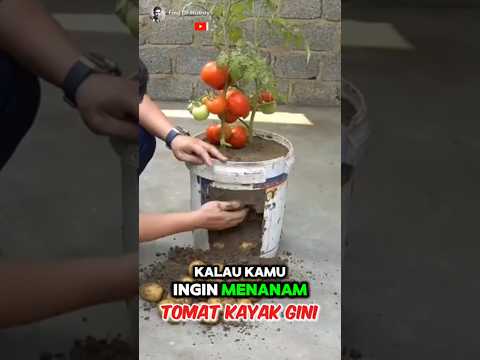 Unique, Easy Ways to Grow tomato at Home ✅️🍇. Part #01 🌍 #shorts #short #unique