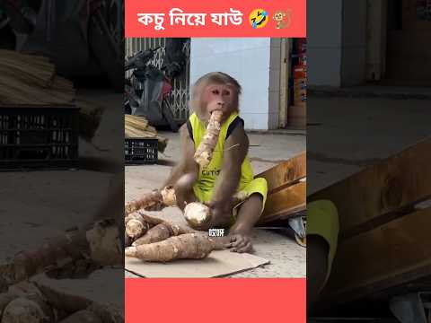 🤣 বাঁদরের কচু বিক্রি হলো না 🤣🐒 #monkeyfunnyvideo #comedy #shorts