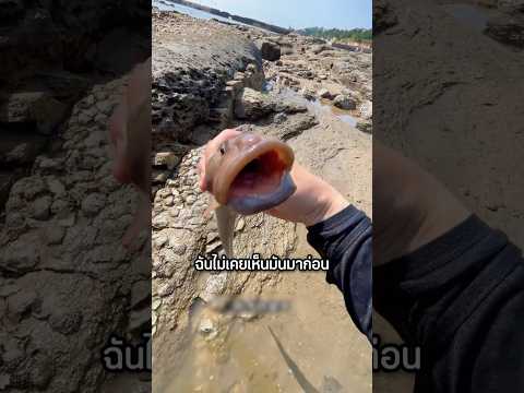 ซีฟู้ดหม้อร้อน กับวัตถุดิบสุดแปลกจากชายฝั่ง! #shorts #interesting #viralvideo #อาหาร #ปลาหมึก