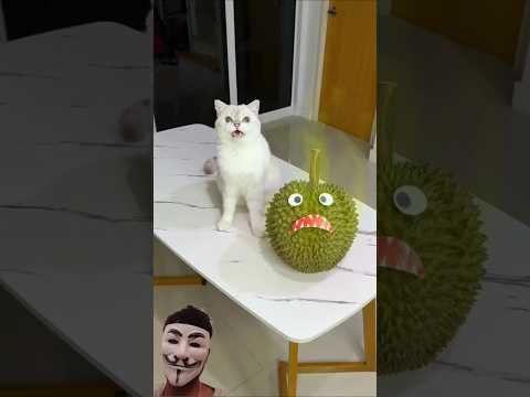 The evil durian was chasing me😲 #cat #pets #cats #catlovers #funny #reaction #shortsfeed #shortviral