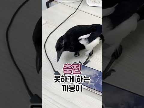 휴대폰 충전을 못하게 하는 까치 A magpie that prevents Galaxy phone charging #shorts