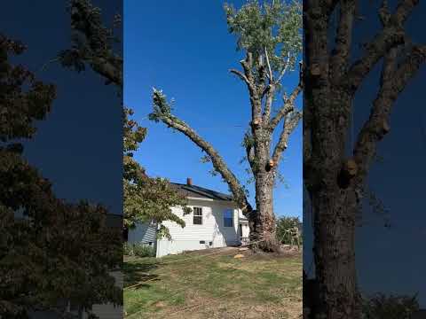 Swinging a 7000lb log over a house. (20,000lb line) #treewhisperer #trees #treeservice