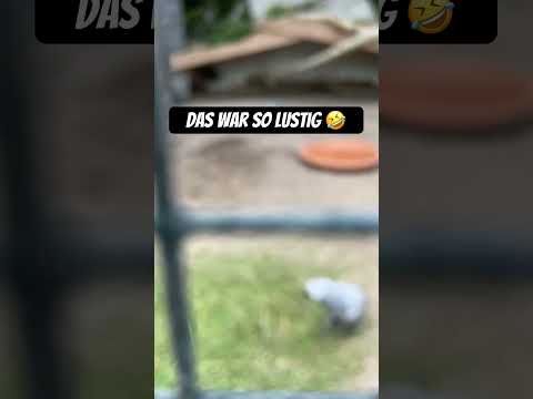 #papageien #zoo #lustig #funny
