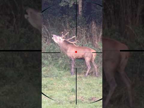 Red Deer Hunting | Caccia al cervo rosso | Caza de ciervos rojos