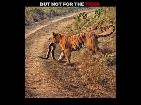 Tiger V/S Snake #tiger #viralytshorts #shorts #animalshorts #ytshorts #wildlife #lion #animalplanet