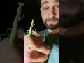 Mantis Macho: Comportamiento y Características