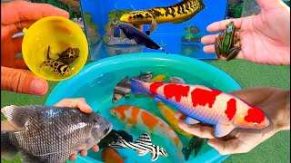 Bắt cá cảnh dễ thương, cá vàng, cá koi, cá trê, cá bảy màu gold, betta dumbo, rùa