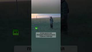 Putin кормить лошадь #shorts #putin