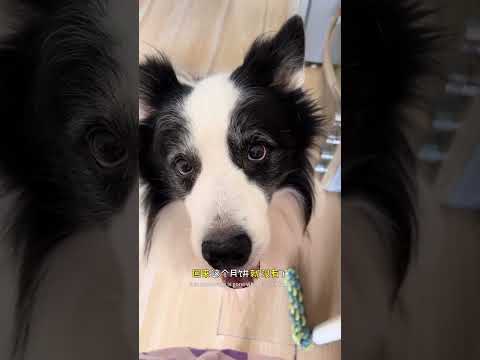 狗:你的月饼我的月饼好像都一样 #边牧 #中秋节快乐 #月饼 #万物可爱计划 #人你的假期搭子已就位