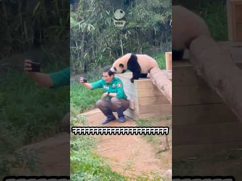 아기퐁녁단에게 매맞는 툥바오🐼🧑🏻🌾🐼