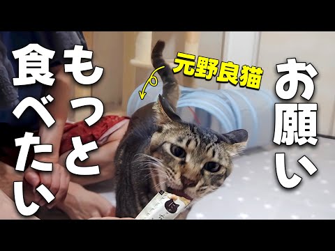 口内炎が痛くて水を飲めなかった元野良猫が一心不乱におやつを食べる姿に感動しました