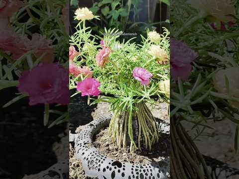 Lindo vaso de onze horas #jardim #jardinagem #plantas #dicasdejardinagem #onzehoras