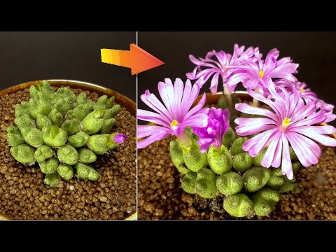 Conophytum flowering - Time Lapse