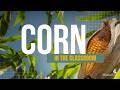 Corn Agriculture and Production Knowledge