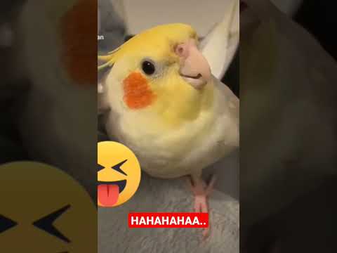 burung falk bikin ngakak