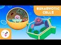 Exploring Eukaryotic Cells: Plant and Animal Cell Functions