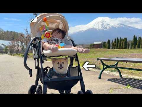 愛犬と一緒に泊まれる絶景グランピングが最高過ぎました…！