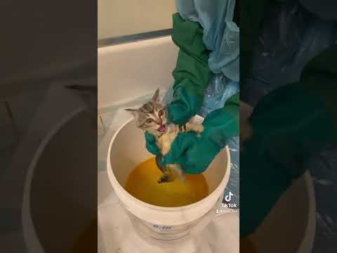 Ringworm Treatment in kittens Pt. 3: Lime Sulfur Dip