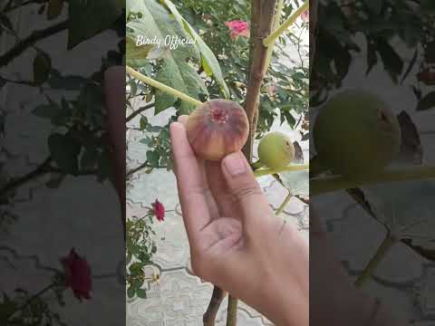 Harvesting Fig (Super Jumbo DK) Off Season #fruit #fruitcutting #harvesting #figfruit #homegarden