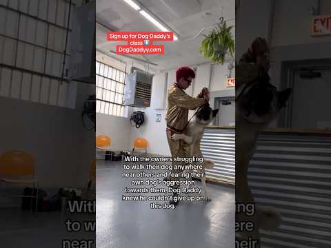 Extremely Dominant Dog Tries To Take Down Dog Daddy. MUST SEE!
