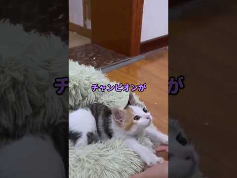 もう一回できるよ！