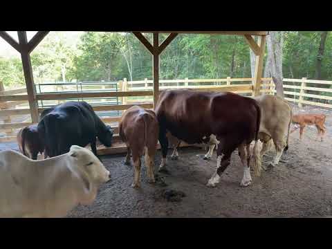 Let’s feed some cows