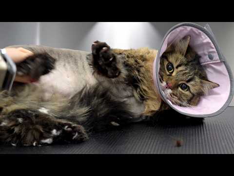 The Owner Warned Me He's a Violent Potato