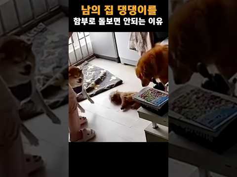 지인의 부탁으로 시바견을 맡아줬는데 예상못한 결말