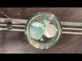 Vinegar and Eggshell Reactions
