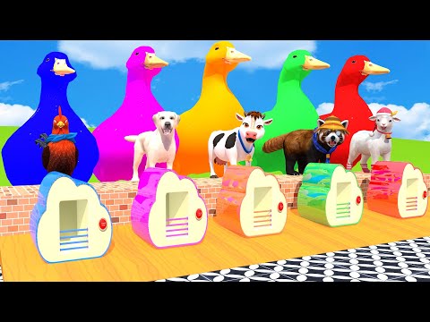 5 Giant Duck Cartoon, Cow, Mammoth, Elephant, Lion, Paint Wild Animals Crossing Fountain Animation