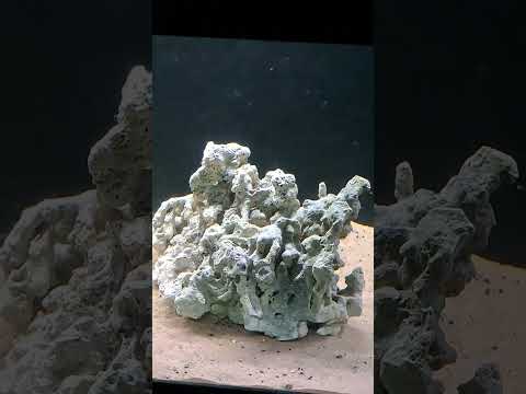 Frontosa Aquarium #Frontosa #Gibberosa #BlueZaire 