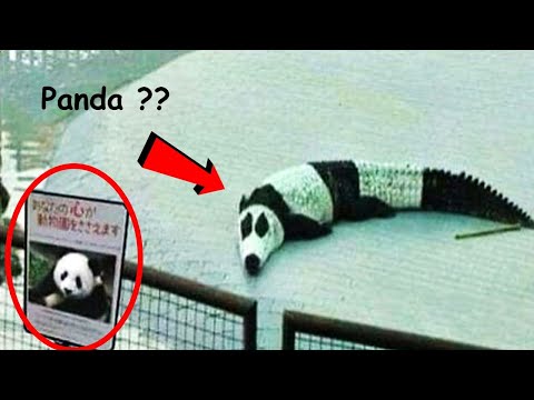 इन जानवरों के कारनामे देखकर आपके भी होश उड़ जायेंगे|Best Funny Animal Moment Caught On Camera Part 26