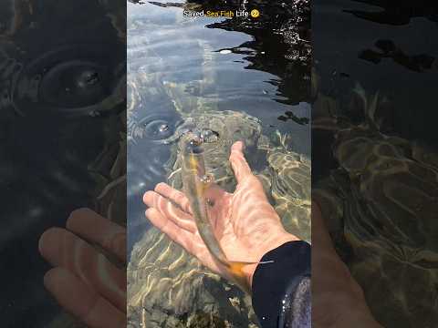 Small actions, big impact: Rescuing fish stranded on the shore 🐠