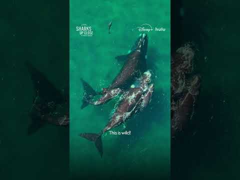 The joys of the unexpected 🐬🐋 #SharksUpClose #SharkFest