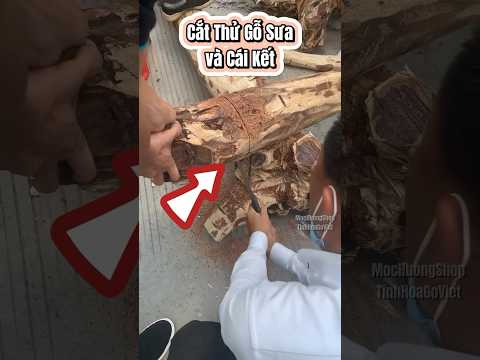 Cắt gốc Sưa Đỏ 40 năm tuổi #dogo #goquy #vongtaygoquy #dieukhacgo #shotrs #diy #shotrs