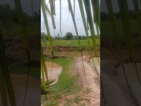 Calf eat alone #calf #eating #grass