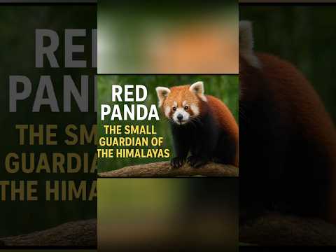 Panda Merah: Hewan Lucu yang Hampir Punah!”#exploresatwaliar #satwalangka #animals