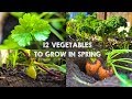 Vegetable Planting and Care Guidelines