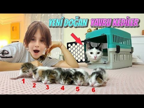 YENİ DOĞAN YAVRU KEDİLER ÜSTÜME ÇİŞ YAPTI İŞEDİ-HİDE AND SEEK-CATS VİDEOS