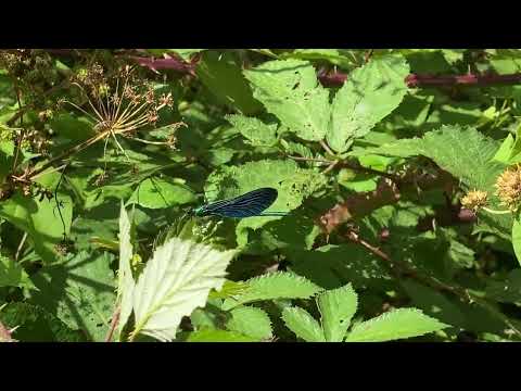 Click to view video A Beautiful Demoiselle (Calopteryx virgo) on brambles