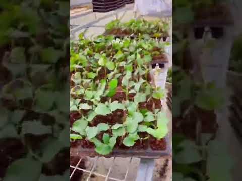 Tiết lộ bí quyết giâm cành #hoahồng #cácloạihoahồng #cáchchămsóchoahồng