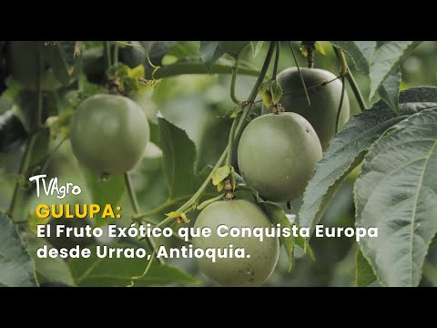 YouTube video thumbnail: Gulupa: The Exotic Fruit That Conquers Europe From Urrao, Antioquia 