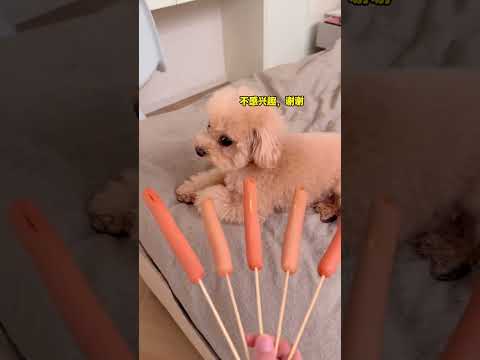 救命!我居然被小狗拿捏了!!! #萌宠 #养狗日常 #泰迪 #可爱 #家有馋狗