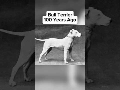 Dog Breeds 100 Years Ago Vs Now ๐คฏ