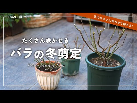 【基本&保存版】性質に合ったバラの冬剪定の方法【木立バラ/ミニバラ】