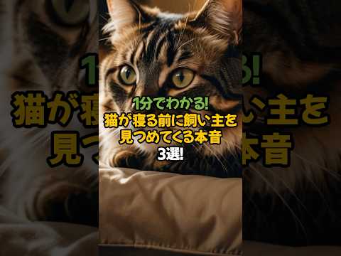 【猫の本音】猫が寝る前に飼い主を見つめてくる理由3選!🐾1分で解説!