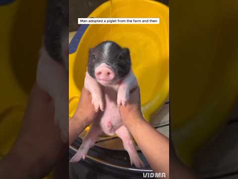 Man adopts little piggy from a farm and adopts it in his loving home.#love #animals #cutepet #kind
