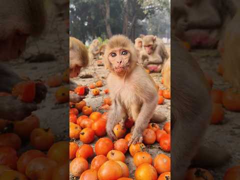 Aha tamatar bade majedar 🍅🐒 trending song #bandar #monkeyvideo #monkey 01803
