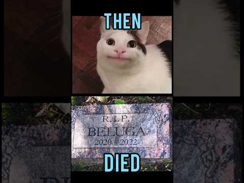 Famous Cats memes(Then vs Now) #meme #memes #nostalgia #catmemes