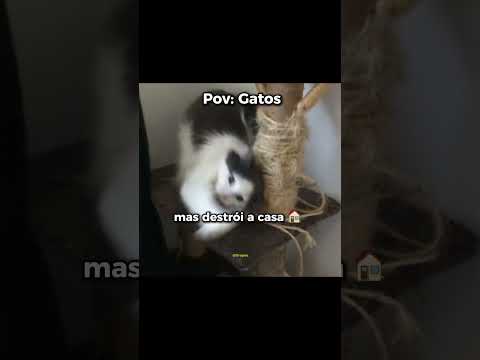 Vampiro 🧛 - #gatos #memes #humor